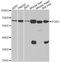 Phosphoglucomutase 1 antibody, A6303, ABclonal Technology, Western Blot image 