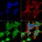 Calcium Voltage-Gated Channel Auxiliary Subunit Gamma 2 antibody, 11572, QED Bioscience, Immunocytochemistry image 