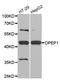 Dipeptidase 1 antibody, LS-C334617, Lifespan Biosciences, Western Blot image 