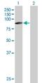 Zinc Finger FYVE-Type Containing 1 antibody, H00053349-B01P, Novus Biologicals, Western Blot image 
