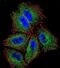 Protocadherin Alpha Subfamily C, 2 antibody, PA5-71646, Invitrogen Antibodies, Immunofluorescence image 