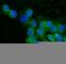 CD59 Molecule (CD59 Blood Group) antibody, RP1076, Boster Biological Technology, Immunofluorescence image 