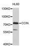 Calicin antibody, STJ26474, St John
