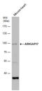 Rho GTPase Activating Protein 17 antibody, GTX120680, GeneTex, Western Blot image 