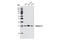 Syntaxin 6 antibody, 2869S, Cell Signaling Technology, Western Blot image 