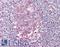 BCL6 Transcription Repressor antibody, LS-B8852, Lifespan Biosciences, Immunohistochemistry frozen image 