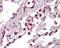 Toll Like Receptor 8 antibody, 49-494, ProSci, Immunohistochemistry frozen image 