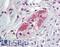 Taxilin Beta antibody, LS-A8183, Lifespan Biosciences, Immunohistochemistry frozen image 