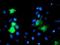 GTPase, IMAP Family Member 4 antibody, NBP2-03730, Novus Biologicals, Immunocytochemistry image 