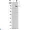 Osteoprotegerin antibody, LS-C812726, Lifespan Biosciences, Immunohistochemistry paraffin image 