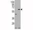 AKT Serine/Threonine Kinase 3 antibody, F50046-0.4ML, NSJ Bioreagents, Western Blot image 