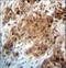 Forkhead Box O3 antibody, LS-C166239, Lifespan Biosciences, Immunohistochemistry paraffin image 