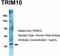 Tripartite Motif Containing 10 antibody, TA335675, Origene, Western Blot image 
