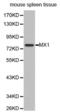 MX Dynamin Like GTPase 1 antibody, abx001476, Abbexa, Western Blot image 