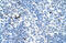MAF BZIP Transcription Factor B antibody, ARP33683_P050, Aviva Systems Biology, Immunohistochemistry frozen image 