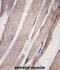 Phosphohistidine Phosphatase 1 antibody, abx031657, Abbexa, Immunohistochemistry frozen image 
