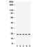 Ras-related protein Rap-1A antibody, R32160, NSJ Bioreagents, Western Blot image 