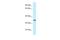 Calcineurin Like Phosphoesterase Domain Containing 1 antibody, A03080, Boster Biological Technology, Western Blot image 