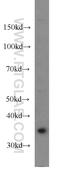 MCL1 Apoptosis Regulator, BCL2 Family Member antibody, 66026-1-Ig, Proteintech Group, Western Blot image 