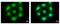 PTTG1 Regulator Of Sister Chromatid Separation, Securin antibody, NBP2-20287, Novus Biologicals, Immunofluorescence image 