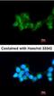 Betaine--Homocysteine S-Methyltransferase antibody, orb69962, Biorbyt, Immunofluorescence image 