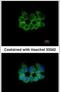 Ribosomal Protein L8 antibody, PA5-31054, Invitrogen Antibodies, Immunofluorescence image 
