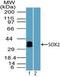 QSOX1 antibody, TA336966, Origene, Western Blot image 