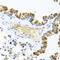 Wnt Family Member 9A antibody, 23-293, ProSci, Immunohistochemistry paraffin image 