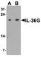 Interleukin-36 gamma antibody, LS-C201142, Lifespan Biosciences, Western Blot image 