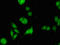 Poly(ADP-Ribose) Glycohydrolase antibody, orb51778, Biorbyt, Immunofluorescence image 