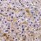 Tectonic Family Member 3 antibody, GTX16380, GeneTex, Immunohistochemistry paraffin image 