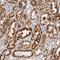 Succinyl-CoA:Glutarate-CoA Transferase antibody, NBP1-84272, Novus Biologicals, Immunohistochemistry paraffin image 