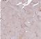 Signal Regulatory Protein Beta 2 antibody, NBP2-33512, Novus Biologicals, Immunohistochemistry paraffin image 