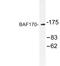 SWI/SNF Related, Matrix Associated, Actin Dependent Regulator Of Chromatin Subfamily C Member 2 antibody, LS-C176824, Lifespan Biosciences, Western Blot image 