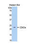 Thrombospondin 1 antibody, LS-C299261, Lifespan Biosciences, Western Blot image 