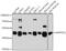 Mitogen-Activated Protein Kinase Kinase 1 antibody, GTX35212, GeneTex, Western Blot image 