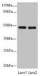 Glial Cells Missing Transcription Factor 1 antibody, LS-C675801, Lifespan Biosciences, Western Blot image 