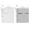 RNA Binding Motif Protein 17 antibody, PA5-57964, Invitrogen Antibodies, Western Blot image 