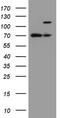 F-Box And WD Repeat Domain Containing 7 antibody, TA802934AM, Origene, Western Blot image 