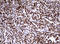 Paired Box 5 antibody, LS-C797924, Lifespan Biosciences, Immunohistochemistry frozen image 