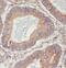 Stathmin 3 antibody, FNab08341, FineTest, Immunohistochemistry frozen image 