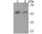 Signal Recognition Particle 54 antibody, A06189, Boster Biological Technology, Western Blot image 