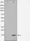 Histone Cluster 4 H4 antibody, abx010925, Abbexa, Western Blot image 