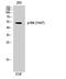 Protein Tyrosine Kinase 6 antibody, A01881Y447, Boster Biological Technology, Western Blot image 