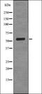 Carcinoembryonic Antigen Related Cell Adhesion Molecule 1 antibody, orb336079, Biorbyt, Western Blot image 