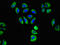 Gamma-Aminobutyric Acid Type A Receptor Alpha2 Subunit antibody, LS-C682187, Lifespan Biosciences, Immunofluorescence image 