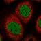 Synaptonemal Complex Protein 2 Like antibody, HPA034679, Atlas Antibodies, Immunocytochemistry image 