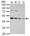 DnaJ Heat Shock Protein Family (Hsp40) Member A1 antibody, GTX114482, GeneTex, Western Blot image 