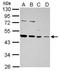 HSDJ antibody, GTX114482, GeneTex, Western Blot image 