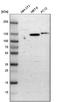Integrin Subunit Alpha 6 antibody, HPA012696, Atlas Antibodies, Western Blot image 